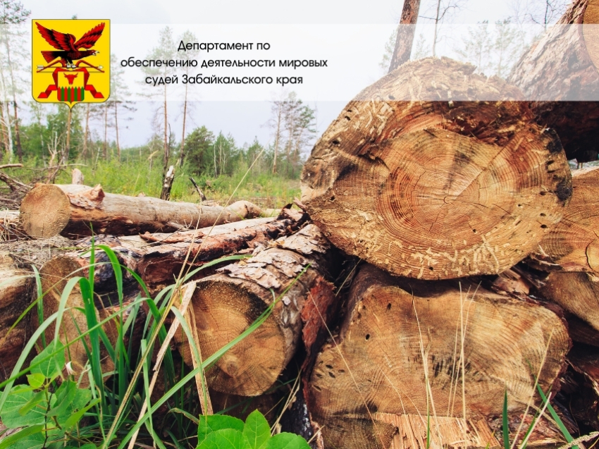 Более 300 штрафов вынесено мировыми судьями за нарушение требований лесного законодательства 